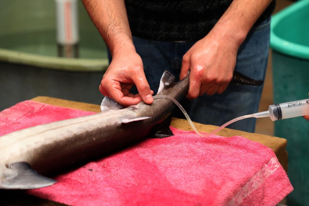 Rize'de, nesli tükenme tehlikesi altındaki Mersin balığının sağımı yapıldı