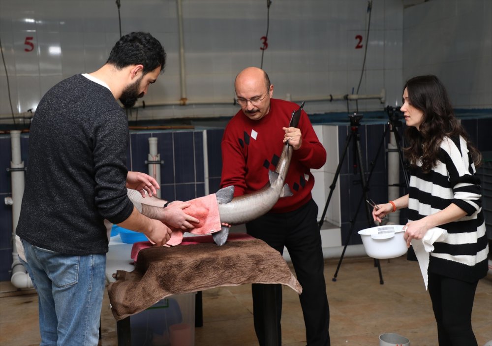 Rize'de, nesli tükenme tehlikesi altındaki Mersin balığının sağımı yapıldı