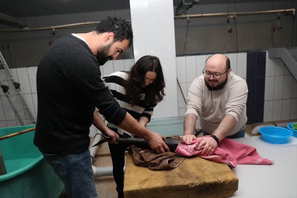 Rize'de, nesli tükenme tehlikesi altındaki Mersin balığının sağımı yapıldı