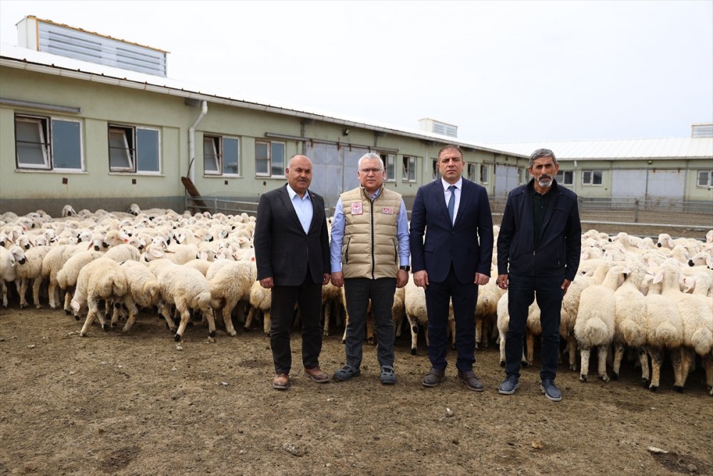 Sivas'ta küçükbaş hayvan sayısı 1 milyonu geçti
