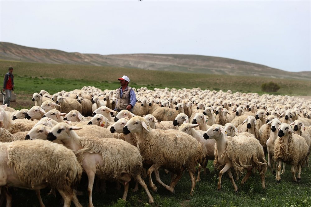 Sivas'ta küçükbaş hayvan sayısı 1 milyonu geçti