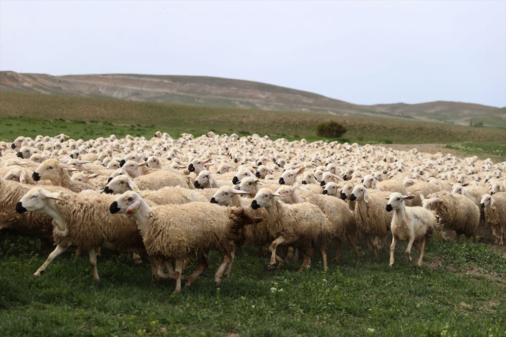Sivas'ta küçükbaş hayvan sayısı 1 milyonu geçti