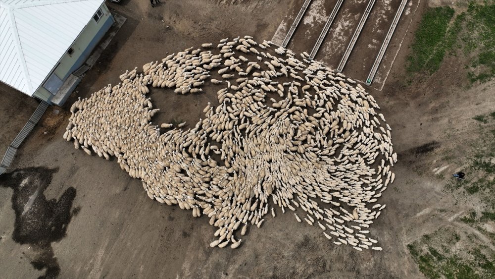 Sivas'ta küçükbaş hayvan sayısı 1 milyonu geçti