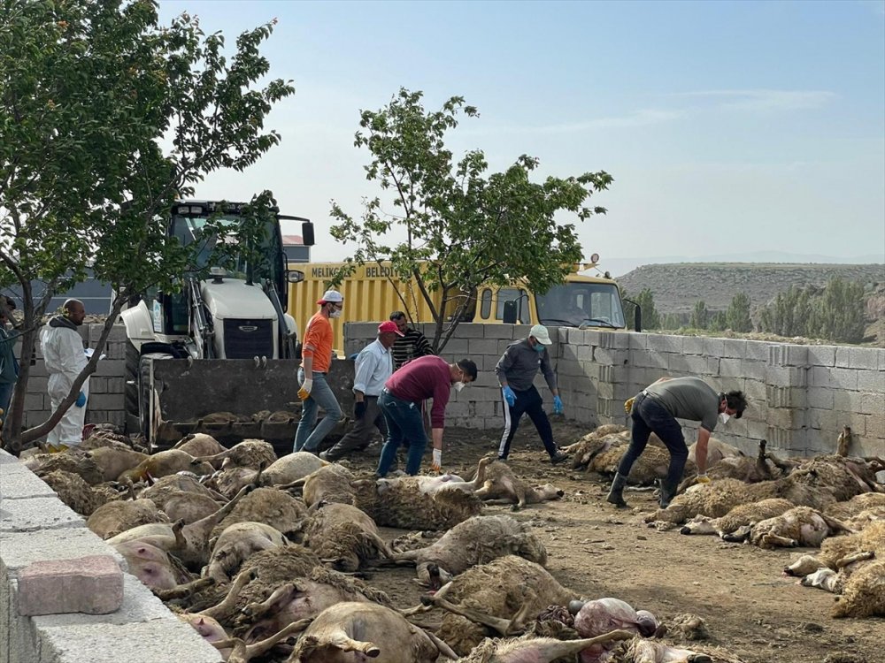 Kayseri'de ahıra giren kurtlar 170 küçükbaş hayvanı telef etti