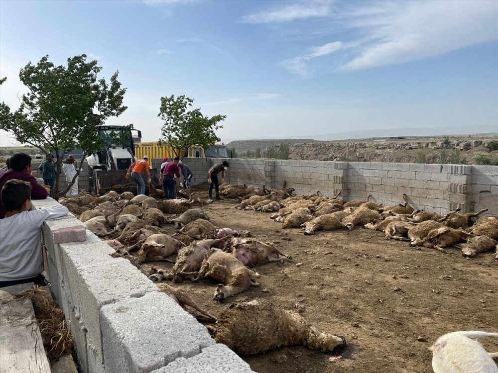 Kayseri'de ahıra giren kurtlar 170 küçükbaş hayvanı telef etti