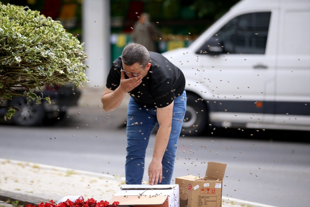 Kırklareli'nde süs bitkisine oğul veren arılar kutuya konularak uzaklaştırıldı