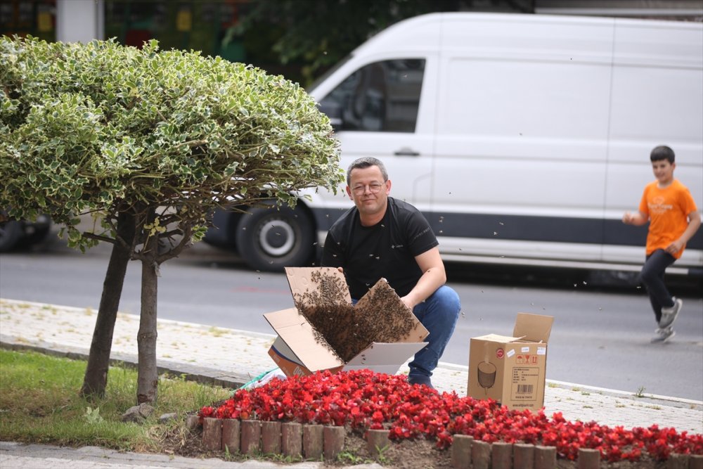 Kırklareli'nde süs bitkisine oğul veren arılar kutuya konularak uzaklaştırıldı