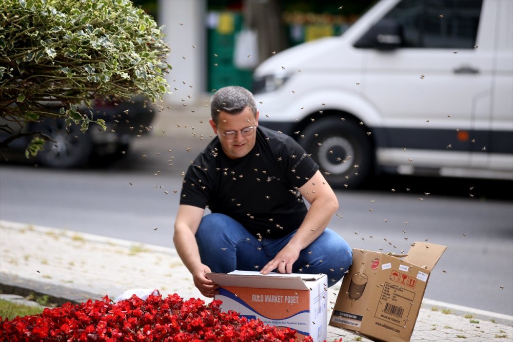 Kırklareli'nde süs bitkisine oğul veren arılar kutuya konularak uzaklaştırıldı