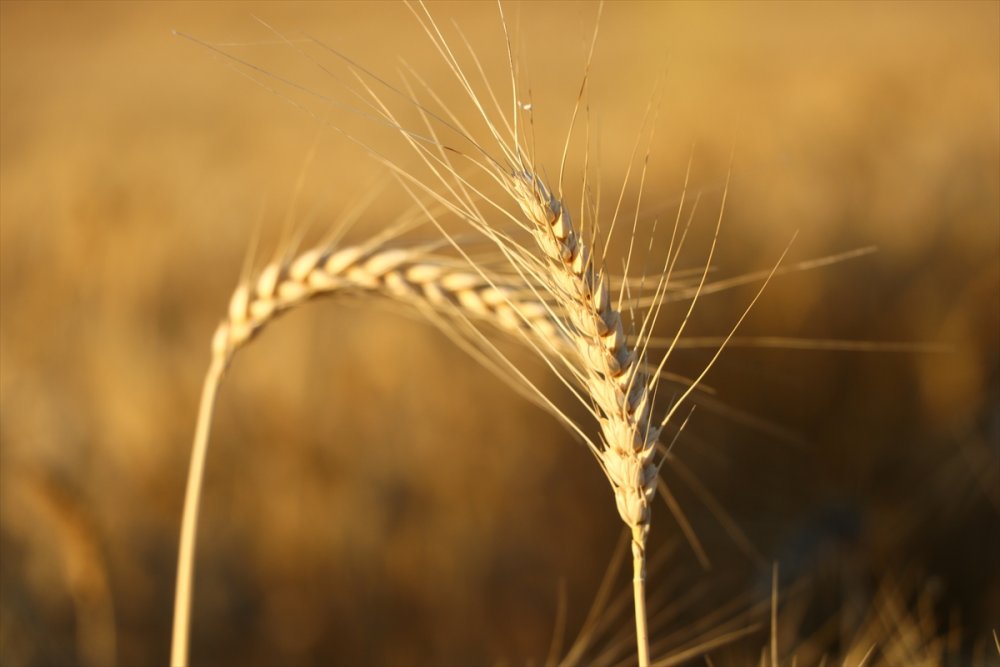 Tekirdağ'da "7. Hasat Bayramı" kutlandı