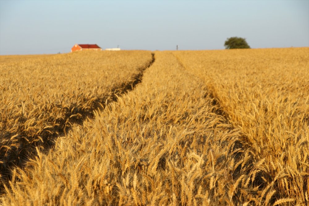 Tekirdağ'da "7. Hasat Bayramı" kutlandı