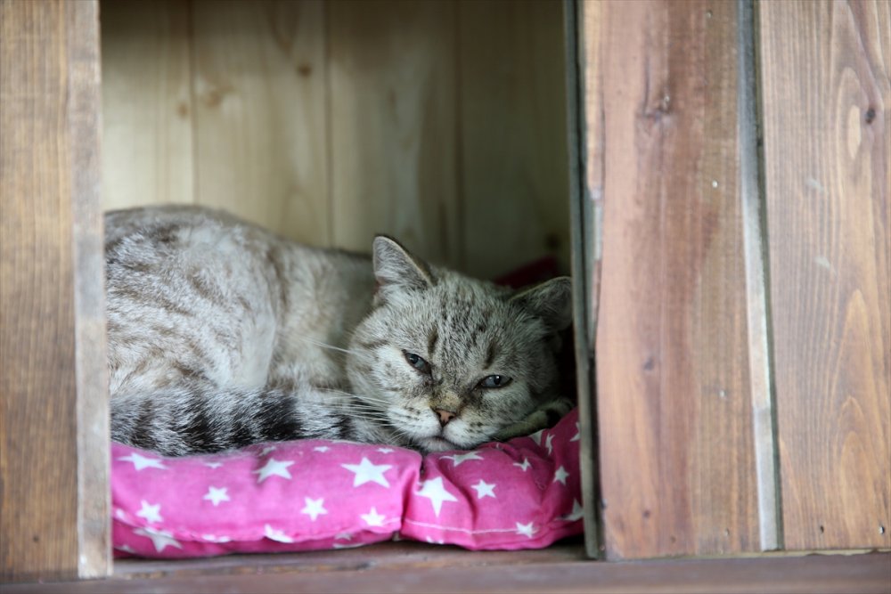 Kayseri'de "Kedi Kasabası"