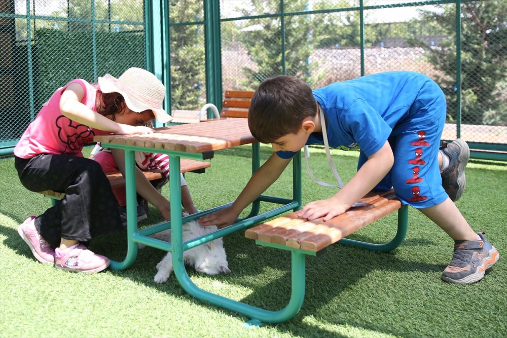 Kayseri'de "Kedi Kasabası"