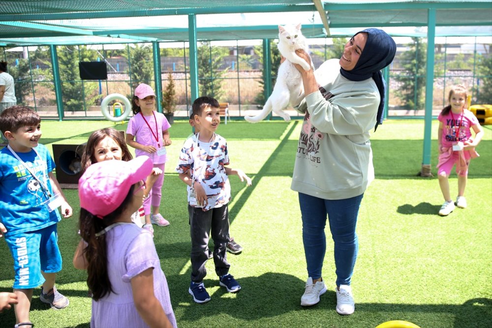 Kayseri'de "Kedi Kasabası"
