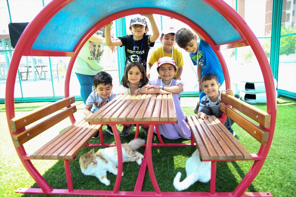 Kayseri'de "Kedi Kasabası"