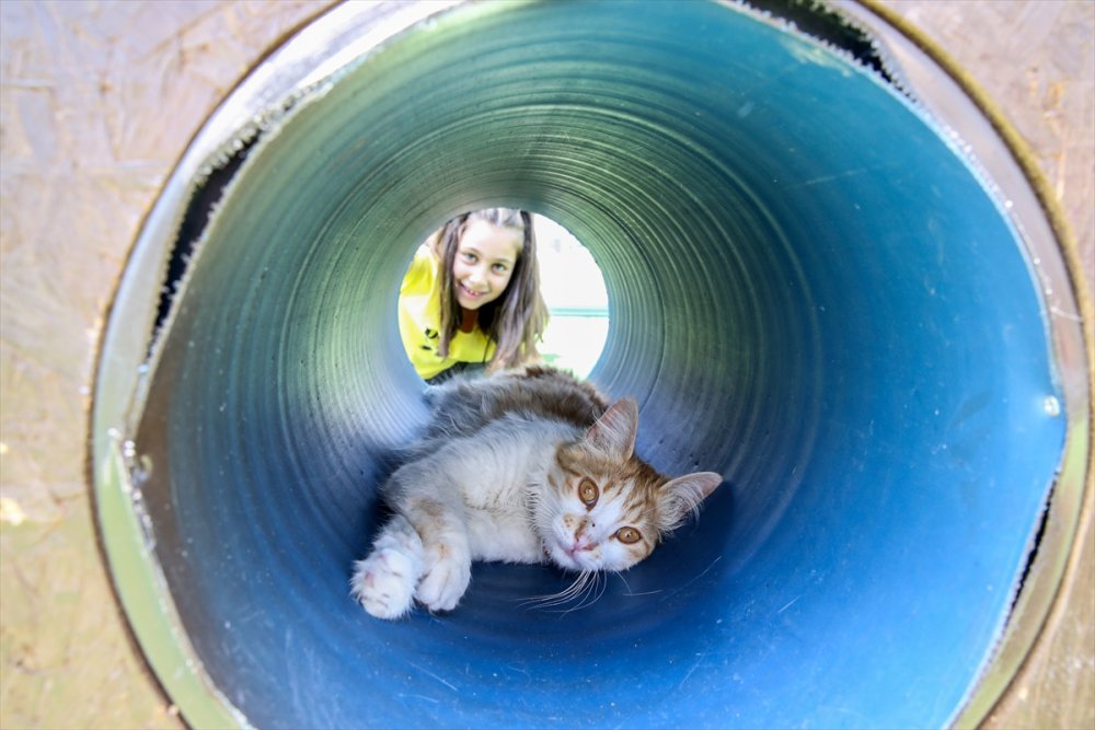 Kayseri'de "Kedi Kasabası"