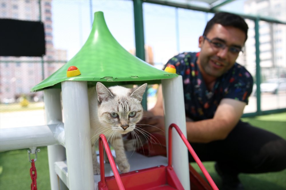 Kayseri'de "Kedi Kasabası"