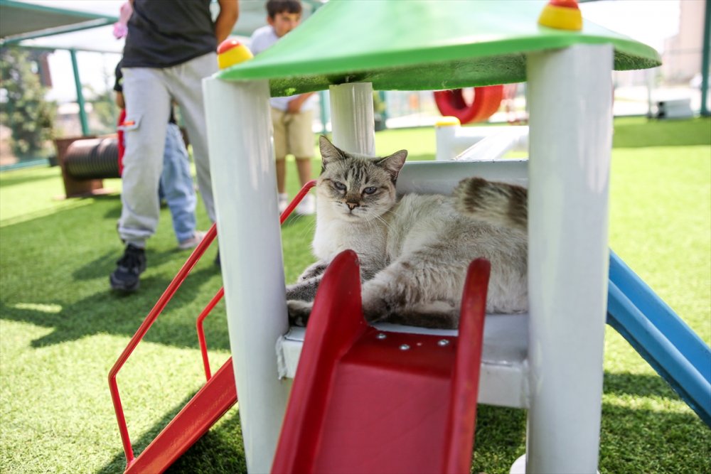 Kayseri'de "Kedi Kasabası"