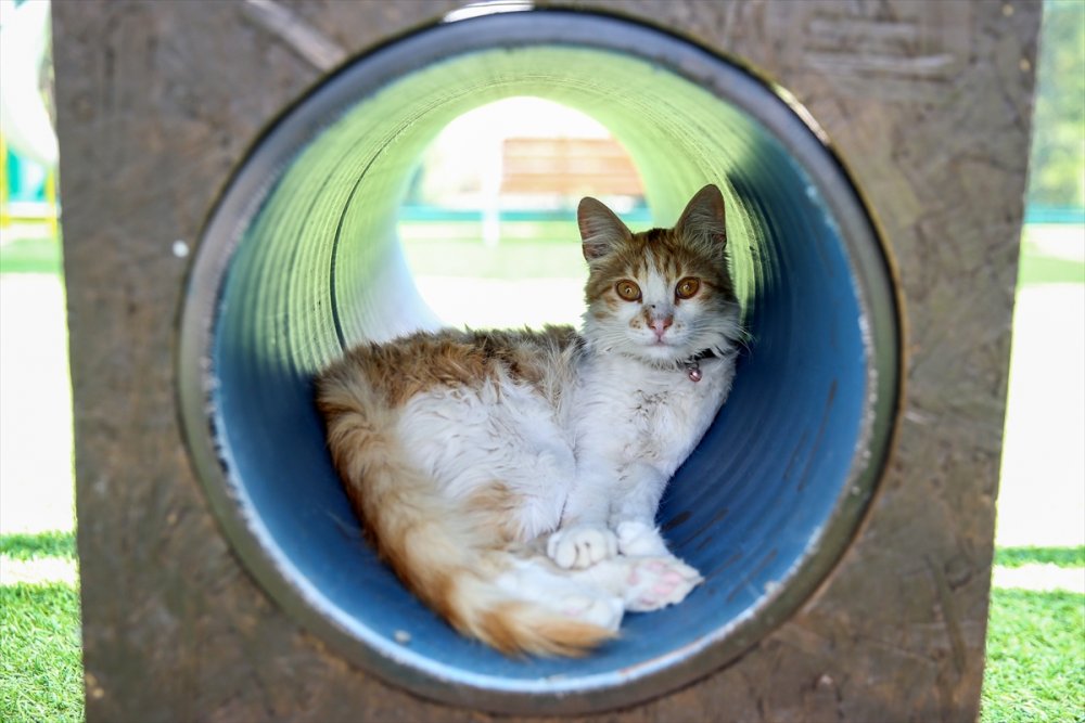 Kayseri'de "Kedi Kasabası"
