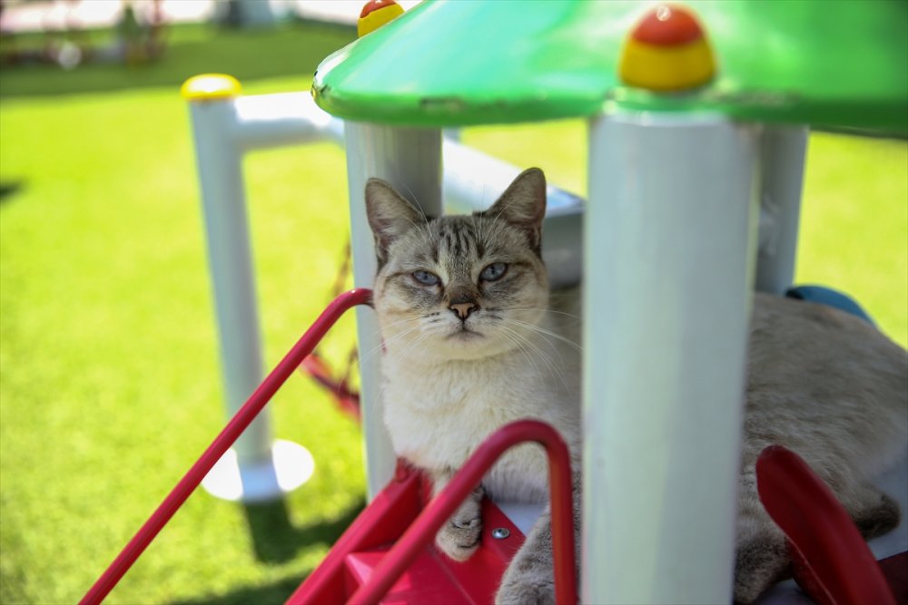 Kayseri'de "Kedi Kasabası"