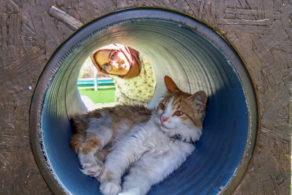 Kayseri'de "Kedi Kasabası"