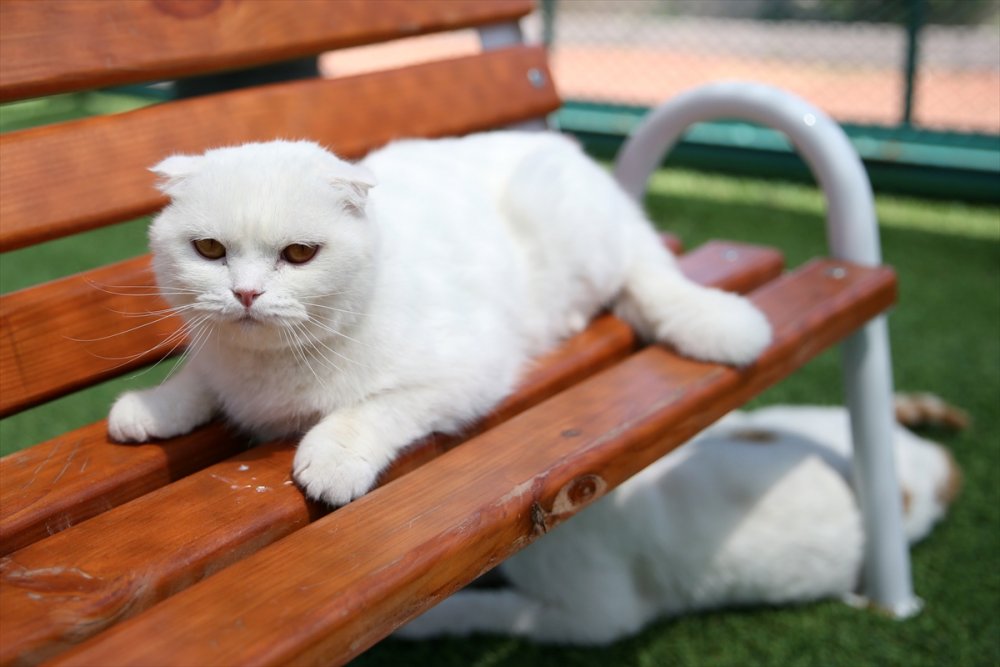 Kayseri'de "Kedi Kasabası"