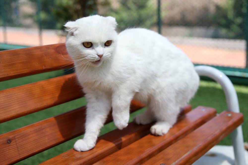 Kayseri'de "Kedi Kasabası"