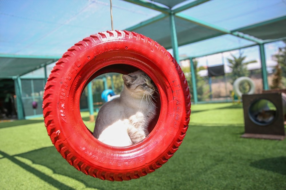 Kayseri'de "Kedi Kasabası"