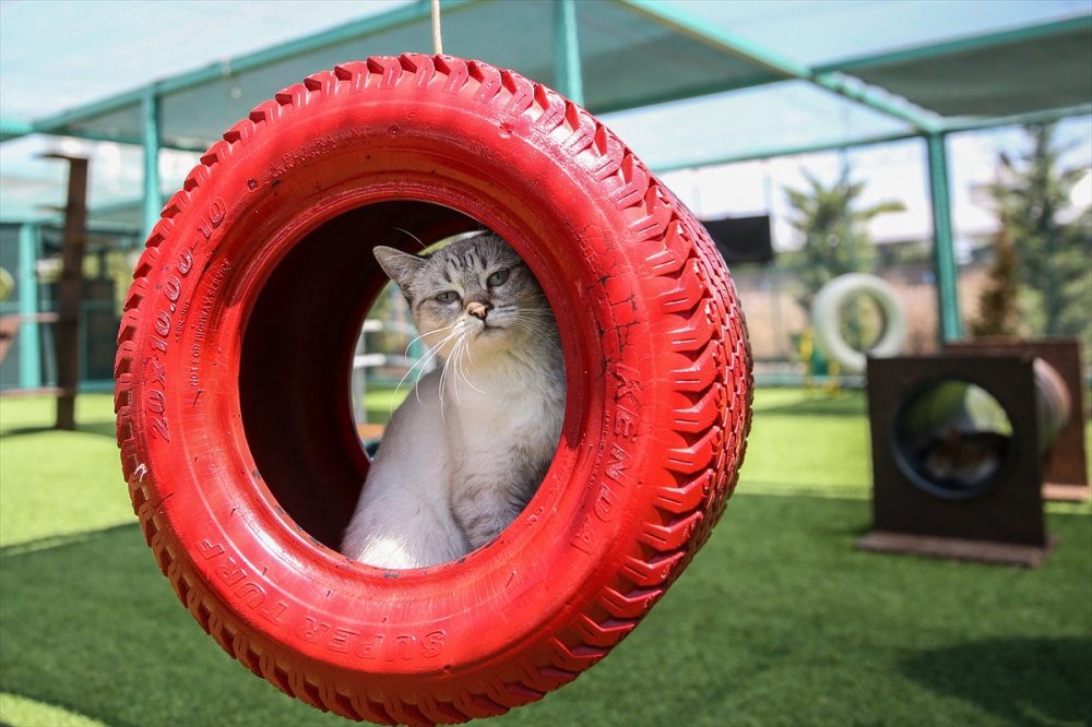 Kayseri'de "Kedi Kasabası"