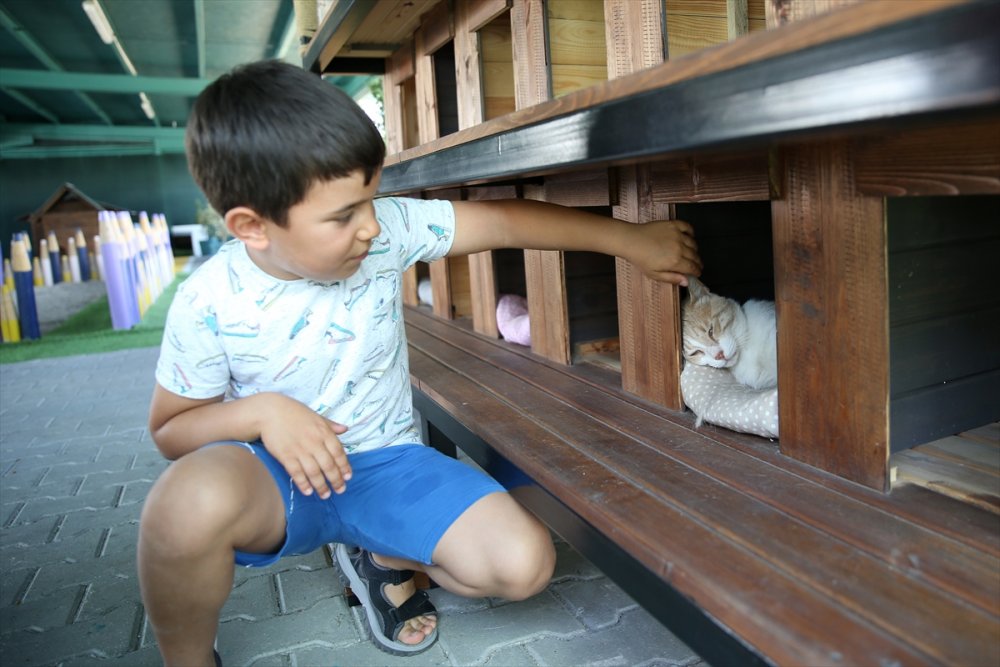 Kayseri'de "Kedi Kasabası"