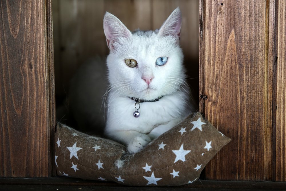 Kayseri'de "Kedi Kasabası"