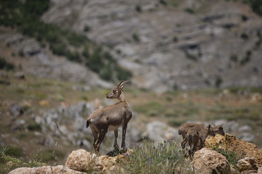 Kaçak avcılığa karşı korunan yaban keçileri Tunceli dağlarında güvenle yaşıyor
