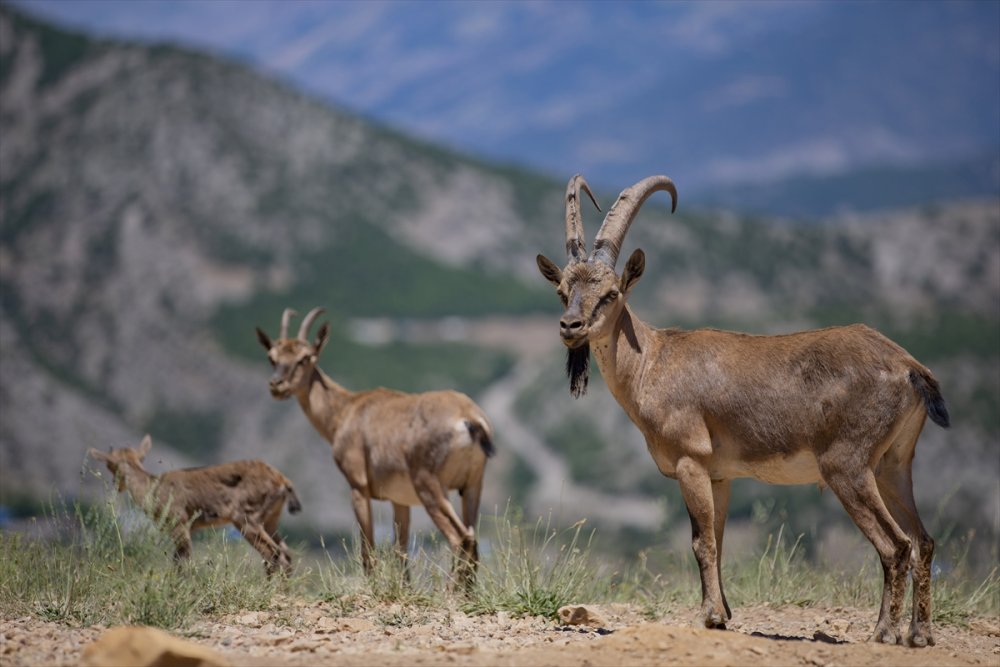 Kaçak avcılığa karşı korunan yaban keçileri Tunceli dağlarında güvenle yaşıyor