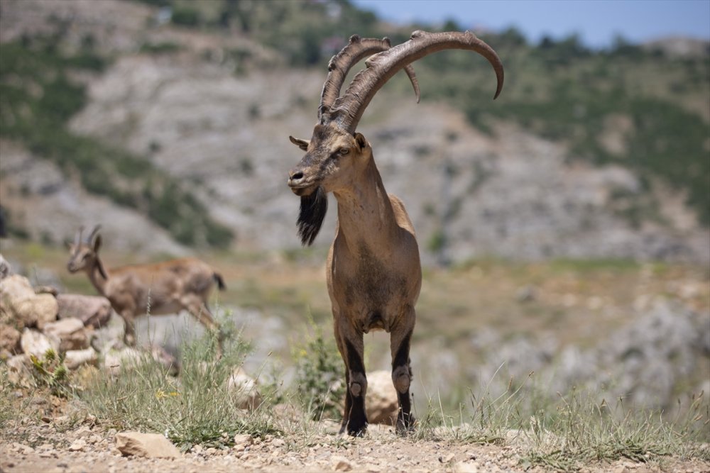 Kaçak avcılığa karşı korunan yaban keçileri Tunceli dağlarında güvenle yaşıyor