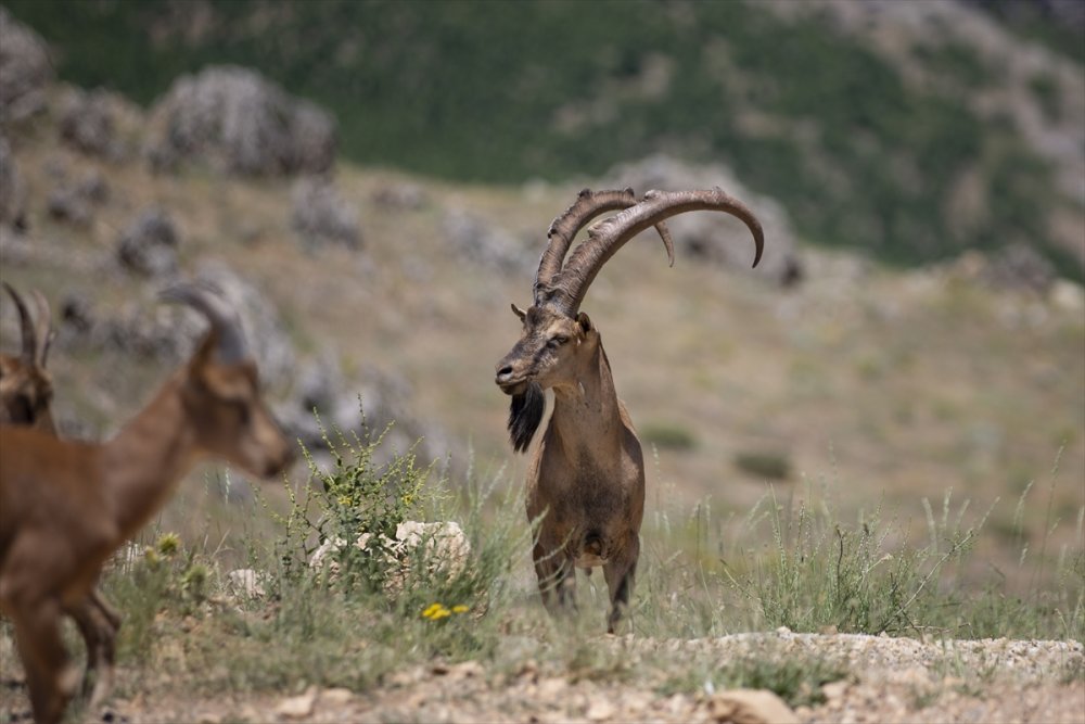 Kaçak avcılığa karşı korunan yaban keçileri Tunceli dağlarında güvenle yaşıyor