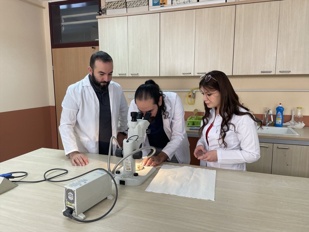 Prof. Dr. Hakan Demir'den örümceğe benzeyen "sarıkız" ısırığı uyarısı: