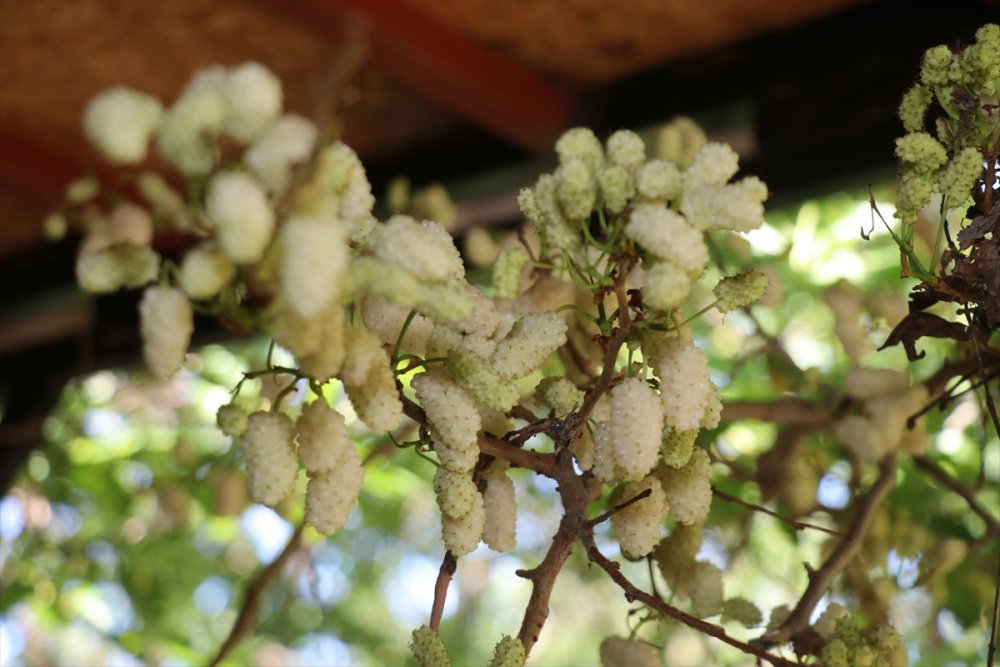 Çiftlikte üretime gönüllü katılıp masrafsız tatil yapıyorlar