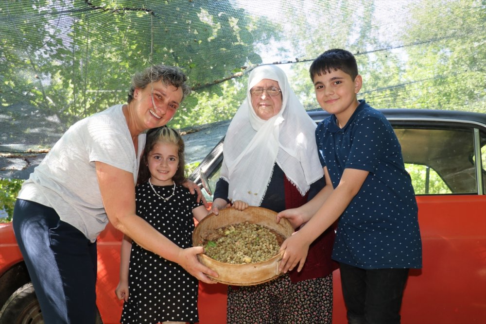 Çiftlikte üretime gönüllü katılıp masrafsız tatil yapıyorlar