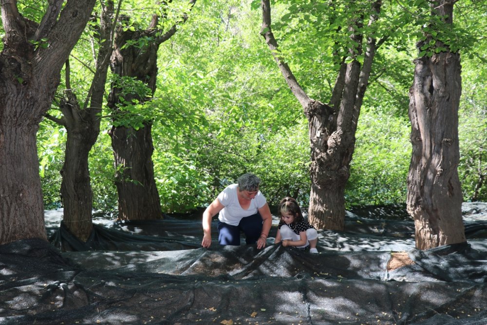 Çiftlikte üretime gönüllü katılıp masrafsız tatil yapıyorlar