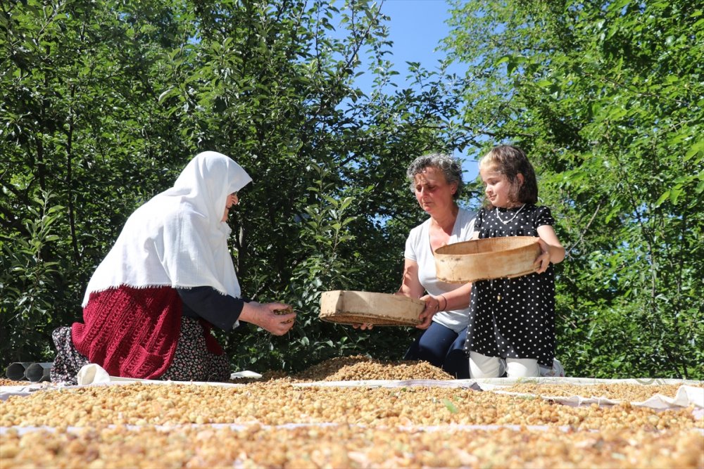 Çiftlikte üretime gönüllü katılıp masrafsız tatil yapıyorlar