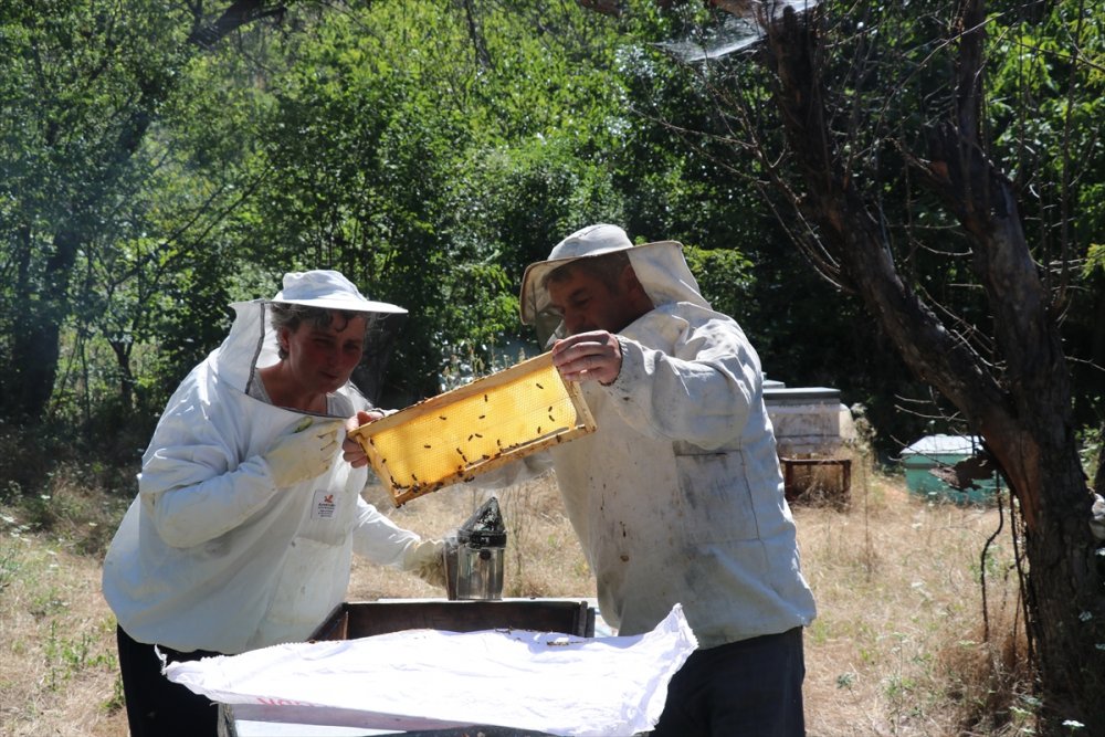 Çiftlikte üretime gönüllü katılıp masrafsız tatil yapıyorlar