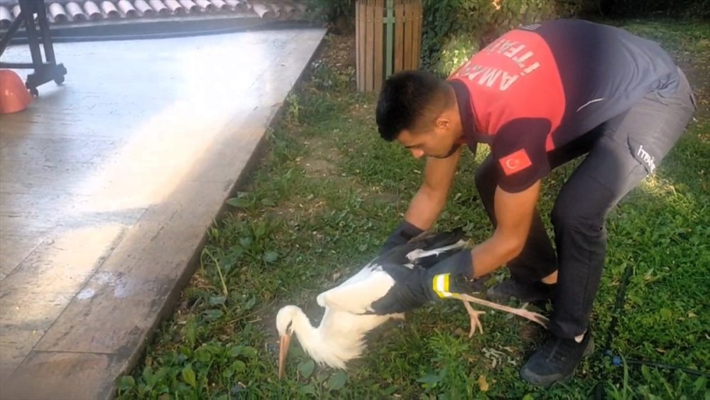 Amasya'da elektrik çarpan leyleğe itfaiye ekipleri müdahale etti