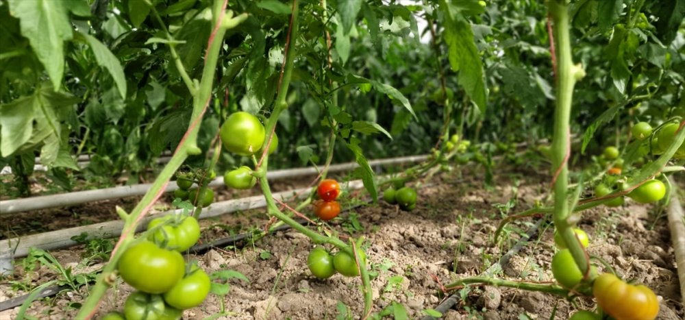 TİKA'nın Tacikistan'da kurduğu "Eğitim ve Üretim Serası" açıldı