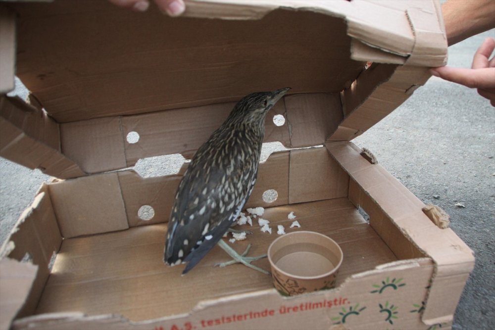 Muş'ta bitkin halde bulunan balaban kuşu tedavi ediliyor