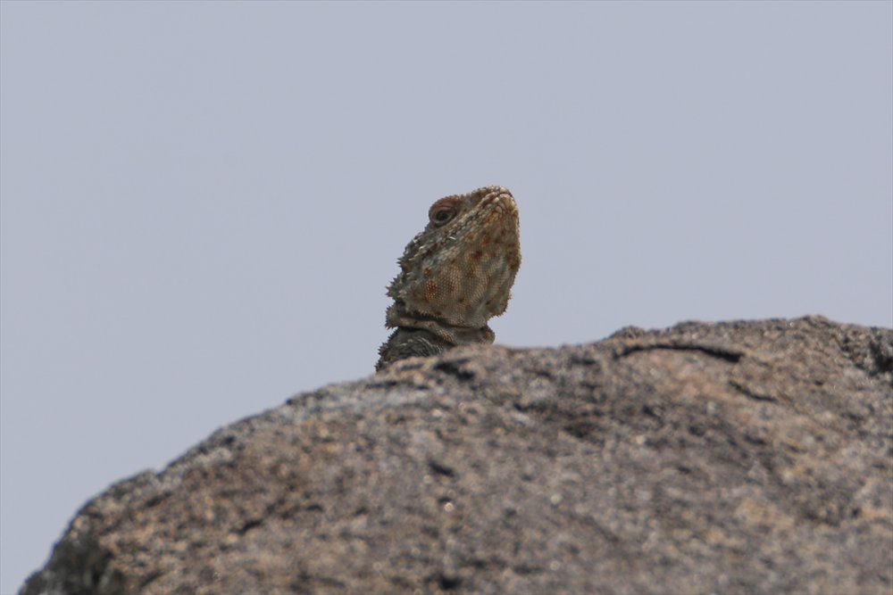 Ağrı Dağı etrafında 31 çeşit sürüngen ve amfibi türü yaşamakta