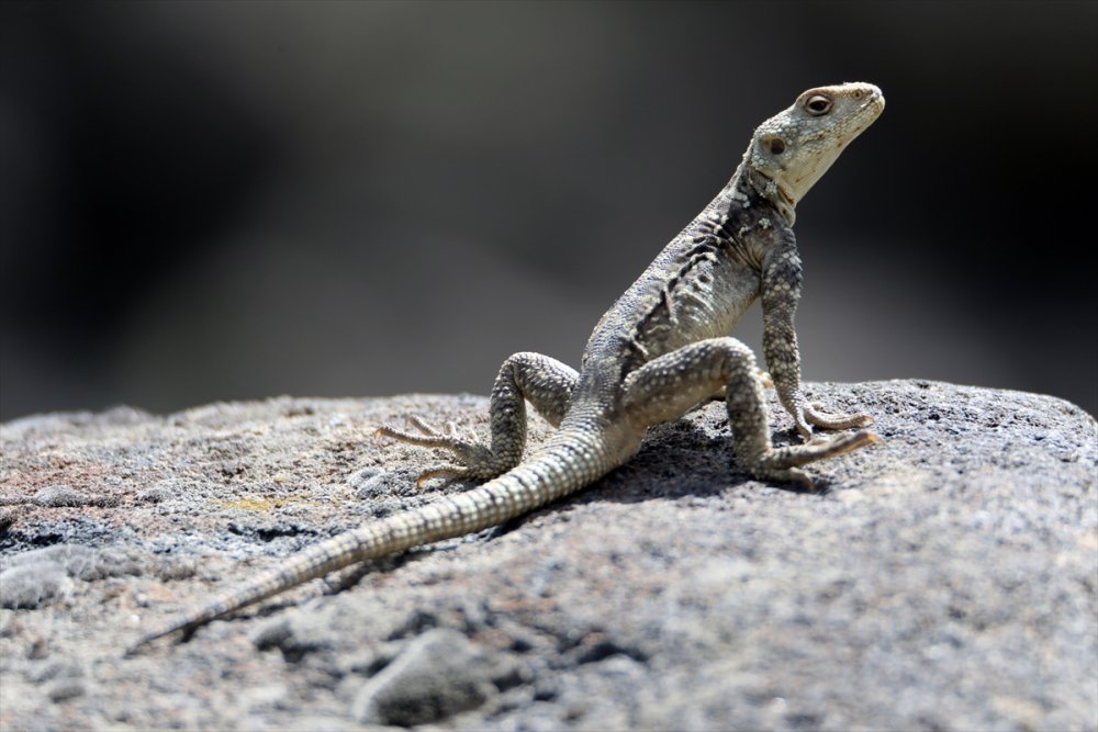 Ağrı Dağı etrafında 31 çeşit sürüngen ve amfibi türü yaşamakta