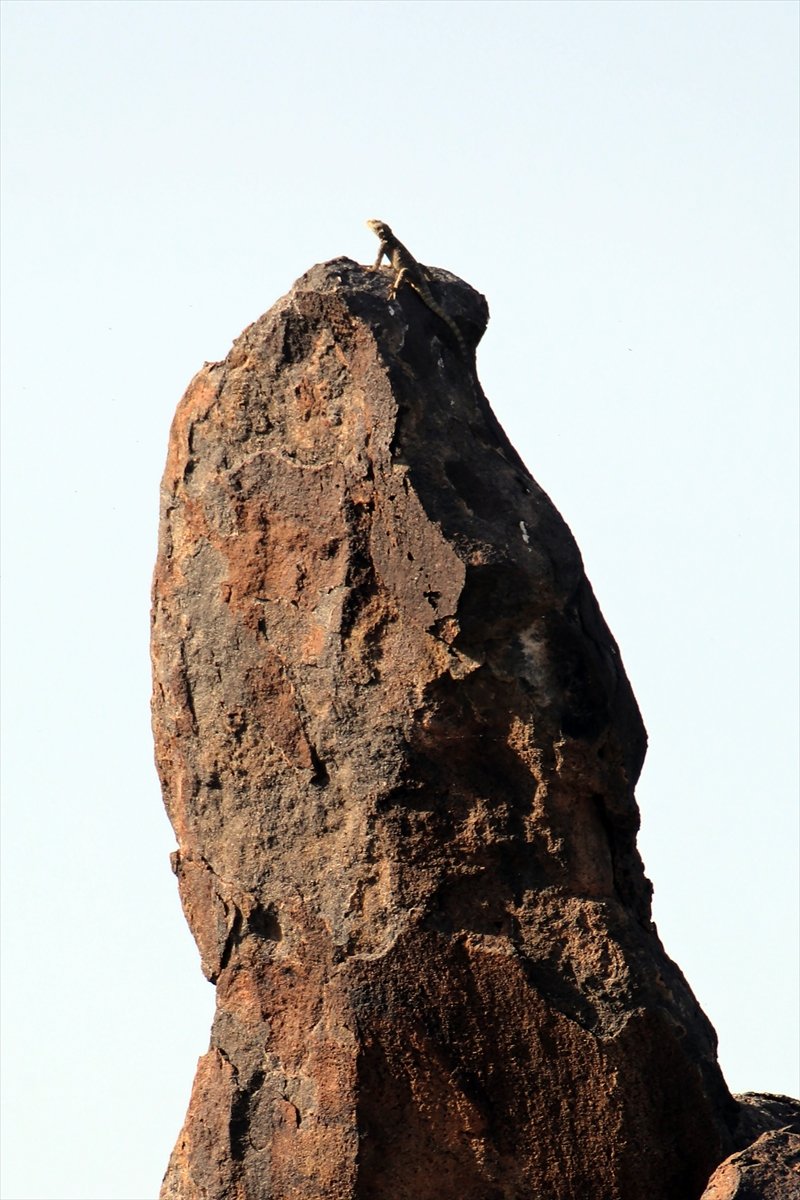 Ağrı Dağı etrafında 31 çeşit sürüngen ve amfibi türü yaşamakta