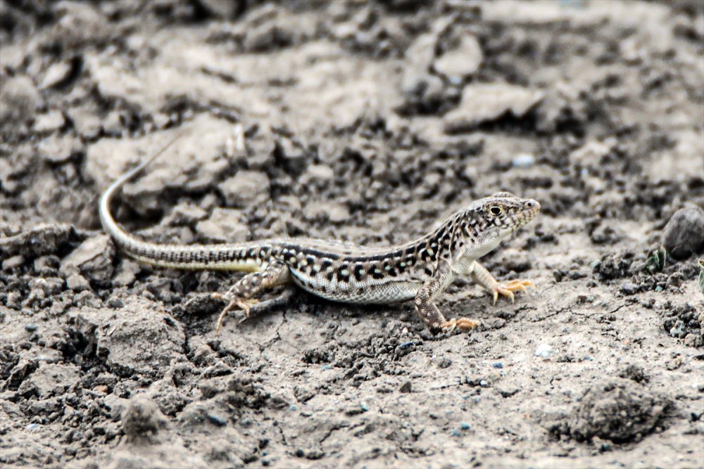 Ağrı Dağı etrafında 31 çeşit sürüngen ve amfibi türü yaşamakta