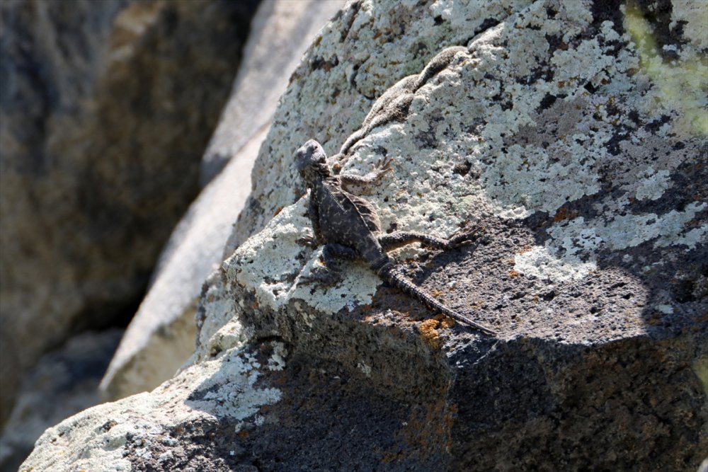 Ağrı Dağı etrafında 31 çeşit sürüngen ve amfibi türü yaşamakta