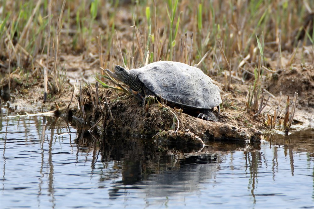 Ağrı Dağı etrafında 31 çeşit sürüngen ve amfibi türü yaşamakta