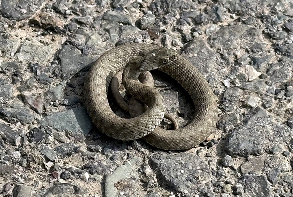 Ağrı Dağı etrafında 31 çeşit sürüngen ve amfibi türü yaşamakta